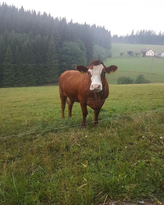 Gasthaus Zur Blume